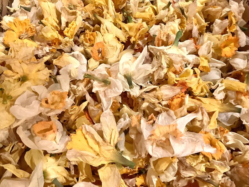May include: A collection of dried daffodil flowers featuring a mix of white and yellow petals with orange centers. The flowers are densely packed together, showing various stages of dehydration with crinkled textures and muted color tones.