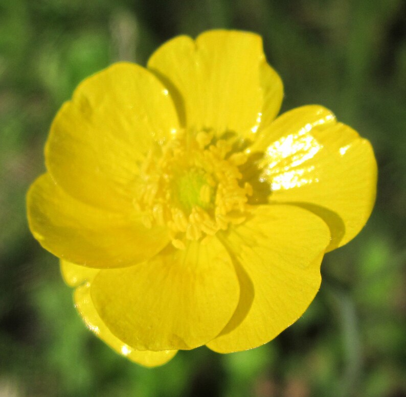 Just Me Natural Flower Essence Remedy for SelfEsteem Auric Etsy