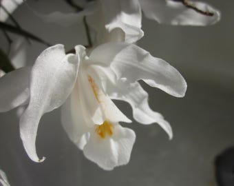 Healing Intuition Flower Essence   Naturally Enhance Your Gifts