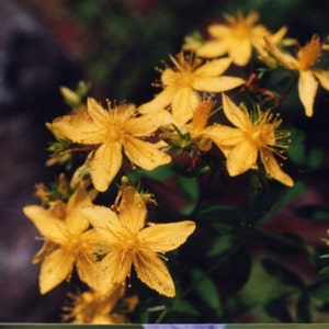 Puede incluir: Primer plano de flores amarillas con cinco p&eacute;talos cada una. Las flores est&aacute;n en flor y tienen un aspecto delicado y suave.