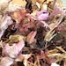 see more listings in the Naturally Dried Flowers section