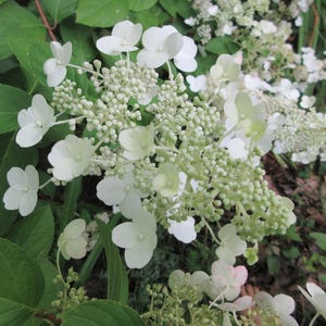 Stress Ease Natural Session Healing the Root, Relax Restore Peace, Let Go, Clear Space for New Possibilities Connect with Core Spirit