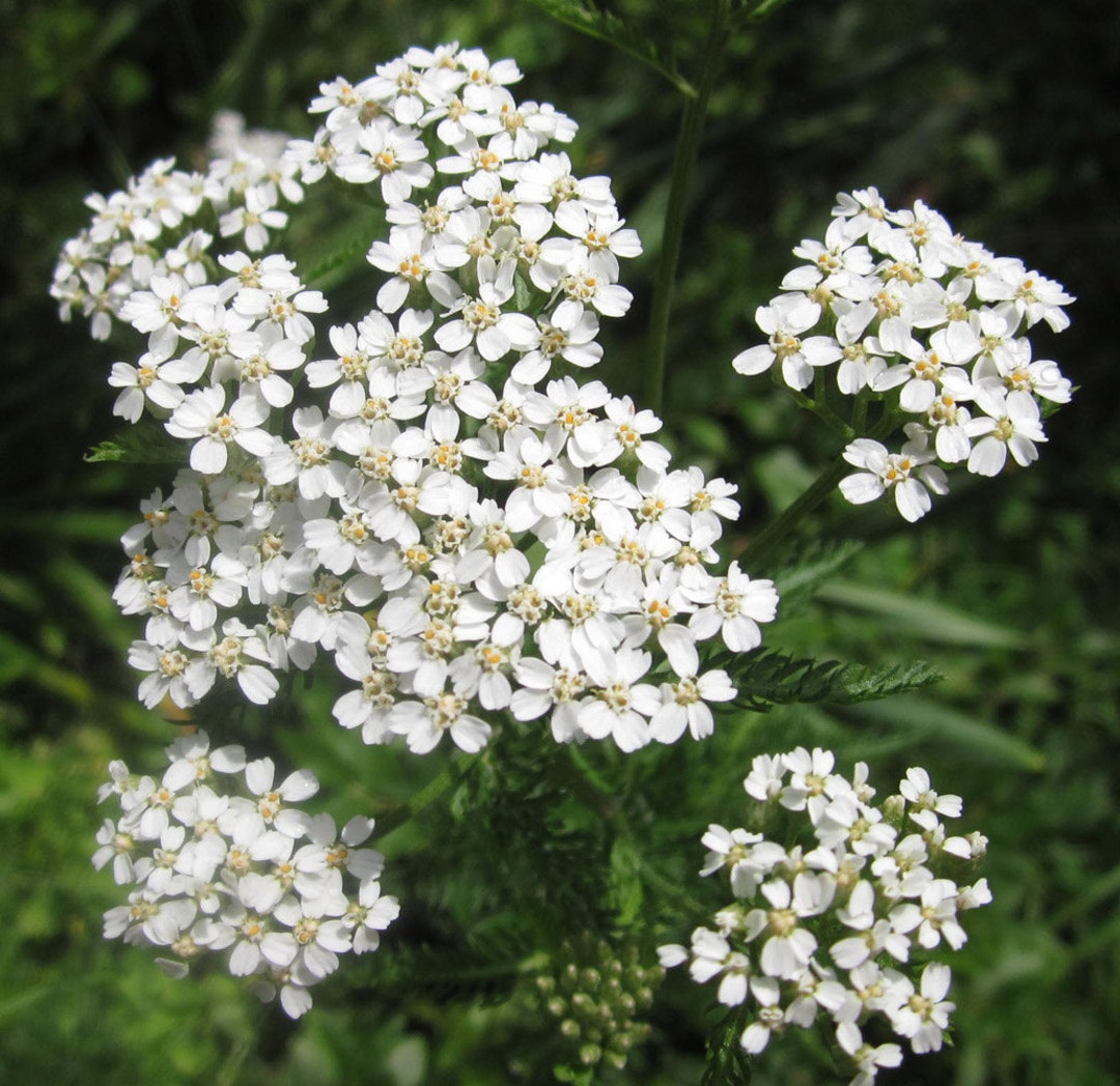 Aura Repair Natural Flower Essence Remedy for Etheric Shield Strength