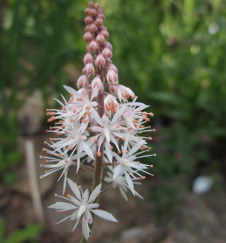 Sacral Support Natural Flower Essence Remedy for 2nd Chakra Etsy