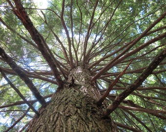 Ancestor Healing Roots Natural Flower Essence   Release Inherited Pattern Lineage Clearing Adoption Orphan Restore Family Tree Blessing