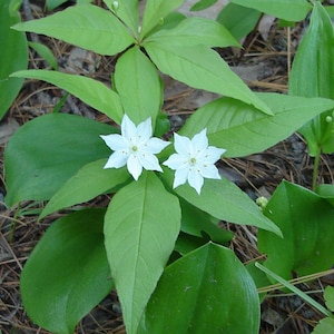 Op de afbeelding: Een close-up van een witte wilde bloem met vijf bloemblaadjes en een gele kern. De bloem wordt omringd door groene bladeren.