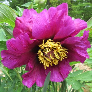 Élixir floral naturel pour faciliter les transits et aspects des planètes extérieures, les défis astrologiques de l'âme et la guérison du karma lors du retour de Saturne