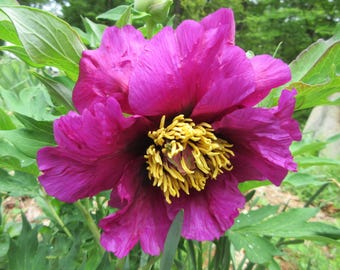 Saturn Return Natural Flower Essence   for Ease with Outer Planet Transits & Aspects Astrological Soul Challenges Karma Change Healing