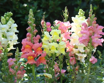 Snapdragon All Natural Flower Essence Remedy Jaw TMJ Mouth Teeth Body-Mind-Spirit Medicine Energy Heal Aggression Transformation Tension