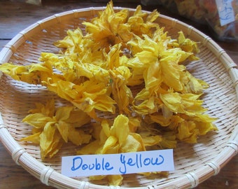 Dried Daffodil Flowers, Naturally Dried, All Colors, Stemless, Unusual Colors Pink, Orange, Blush, Double Organically Grown, All Natural