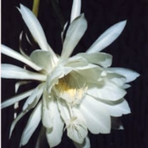 May include: A large, white, fragrant flower with multiple petals and a yellow center. The flower is in bloom and has a delicate, almost translucent appearance.