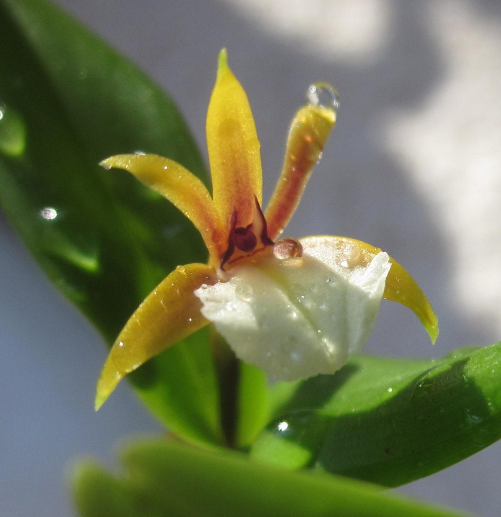 Kidney Chi Support Flower Essence Natural Remedy for Adrenal & Etsy