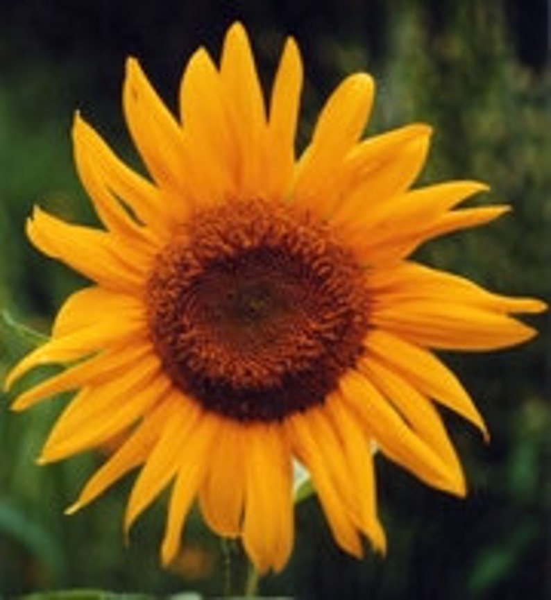Sunflower Flower Remedy - Best Flower Wallpaper