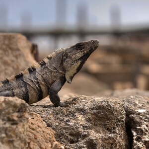 Fine Art Photography on Canvas or Print: Iguana, Ambergris Caye, Belize