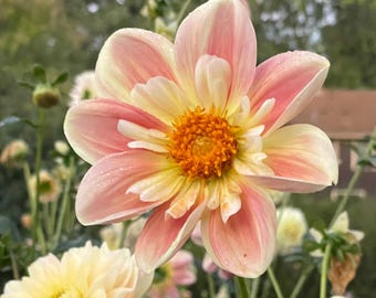 April Heather Dahlia Tuber