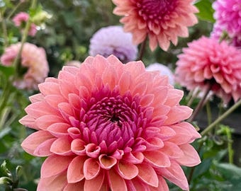 Echo Jose Dahlia Tuber