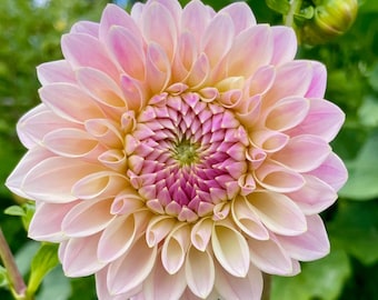 Coralie Dahlia Tuber
