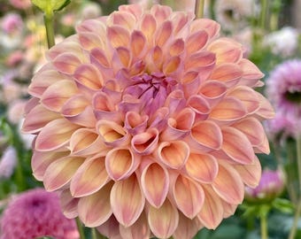 Snoho Doris Dahlia Tuber