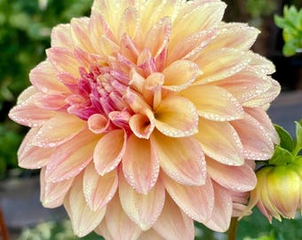Miss Amara Dahlia Tuber