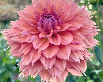 Smokee Gal Dahlia Tuber