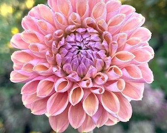 Babycakes Dahlia Tuber