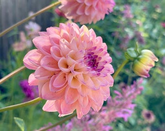 Wine Eyed Jill Dahlia MOTHER Tuber