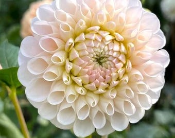 Irish D Porter Dahlia Tuber