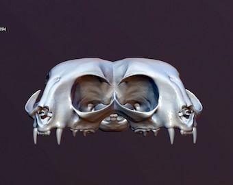 May include: A detailed, light gray cat skull, viewed from the front. The skull features prominent eye sockets, nasal cavity, and sharp teeth. The image is set against a dark purple background, highlighting the skull's intricate bone structure.