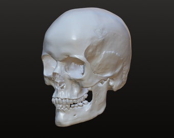 May include: A white human skull with teeth, viewed from the side. The skull is tilted slightly to the right.