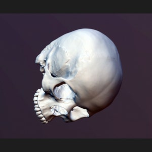 Pode incluir: Um crânio humano branco visto de lado, com a mandíbula ligeiramente aberta. O crânio está ligeiramente inclinado para a direita.