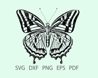 Butterfly 24 SVG, Clipart, Cricut