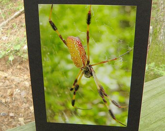 Orange and Black Spider Halloween Greeting Card - 3 DESIGNS - Creepy Spider Halloween Card