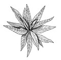White Sage Hydrosol