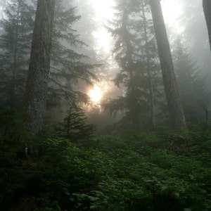 May include: A misty forest scene with tall trees and a bright sun shining through the branches.