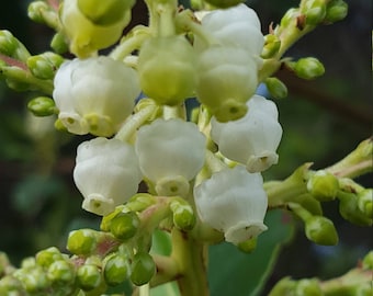 1.7 oz All Purpose Salve