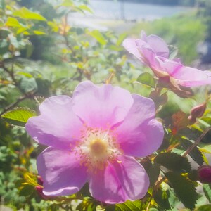 May include: Close-up of pink flowers with yellow centers, surrounded by green leaves and buds. The flowers are in full bloom, with delicate petals. The background shows a blurred view of greenery and a body of water.