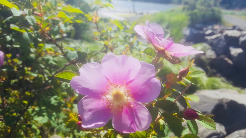 May include: Close-up of pink flowers with yellow centers, surrounded by green leaves and buds. The flowers are in full bloom, with delicate petals. The background shows a blurred view of greenery and a body of water.
