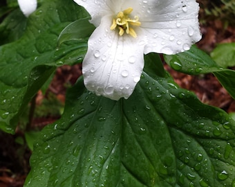 1 Gallon of Floral Water/ Hydrosol
