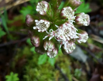 16 oz of any of our Floral Waters/ Hydrosols