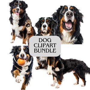 K&ouml;nnte beinhalten: Ein Hunde-Clipart-Bundle mit mehreren Berner Sennenhunden in verschiedenen Posen. Die Hunde haben schwarz-wei&szlig;e und braune Markierungen. Einer sitzt, ein anderer rennt mit einem Ball, und andere stehen. Der Text "DOG CLIPART BUNDLE" befindet sich in der Mitte.
