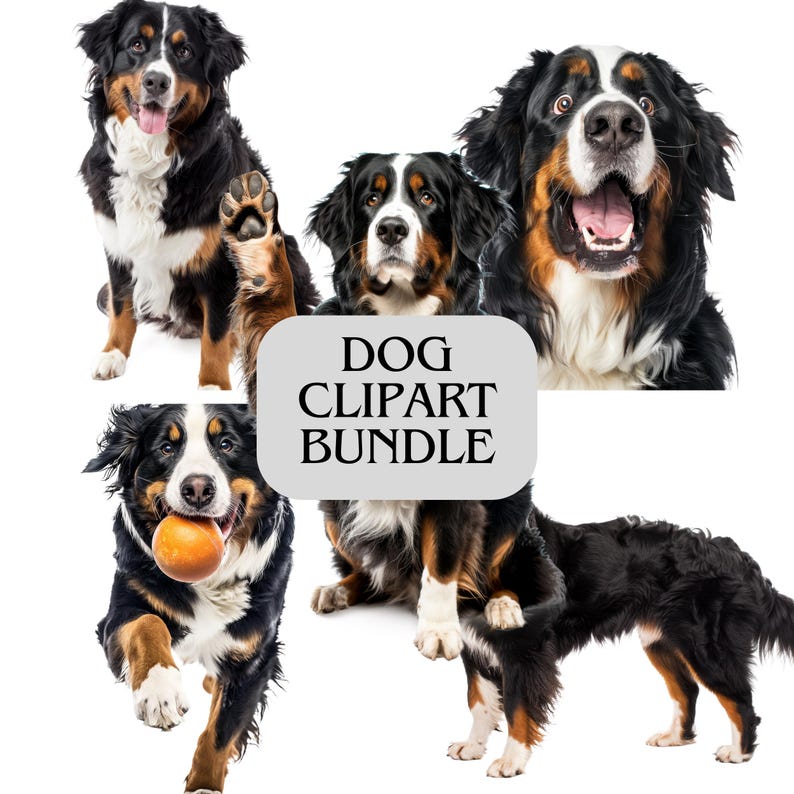 K&ouml;nnte beinhalten: Ein Hunde-Clipart-Bundle mit mehreren Berner Sennenhunden in verschiedenen Posen. Die Hunde haben schwarz-wei&szlig;e und braune Markierungen. Einer sitzt, ein anderer rennt mit einem Ball, und andere stehen. Der Text "DOG CLIPART BUNDLE" befindet sich in der Mitte.
