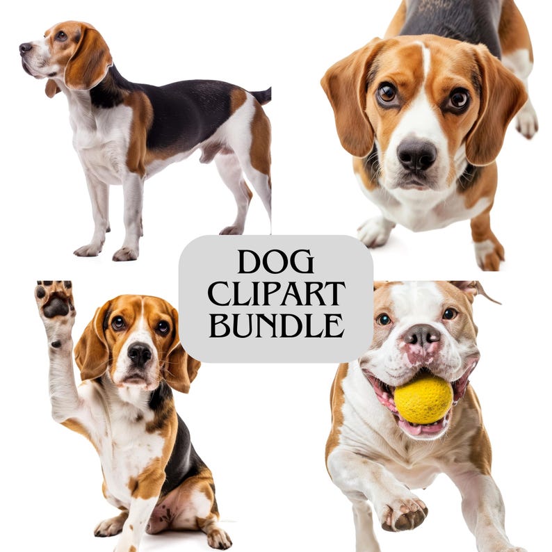 K&ouml;nnte beinhalten: Ein digitales Clipart-Bundle mit vier verschiedenen Hunden. Die Hunde umfassen einen stehenden Beagle, einen Beagle, der in die Kamera schaut, einen Beagle, der seine Pfote hebt, und einen Hund mit einem gelben Ball im Maul. Der Text "DOG CLIPART BUNDLE" befindet sich in der Mitte.