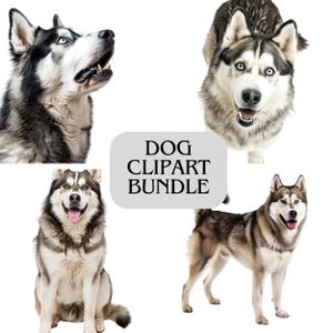 K&ouml;nnte beinhalten: Ein Hunde-Clipart-Bundle mit vier verschiedenen Siberian Huskies in verschiedenen Posen. Die Hunde haben schwarzes, wei&szlig;es und graues Fell mit blauen Augen. Der Text "DOG CLIPART BUNDLE" befindet sich in einem grauen, abgerundeten Rechteck.