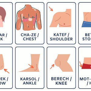 Partes del cuerpo en hebreo Tarjetas didácticas imprimibles