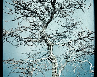 Bonsai Tree, focusing on the Abstract Patterns and Twists of the branches against an icy blue background