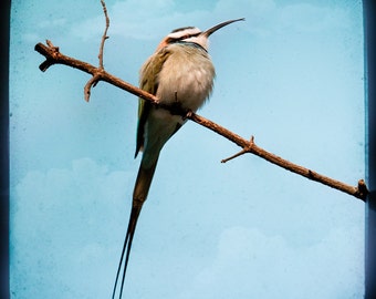 Weiße Kehle Bienenesser, exotische Vogel-Foto, quadratisches Format, Vogelkunst, signiert Druck in verschiedenen Größenoptionen.