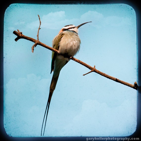 White throated bee eater, exotic bird photograph, square format, bird art, signed print in various size options.