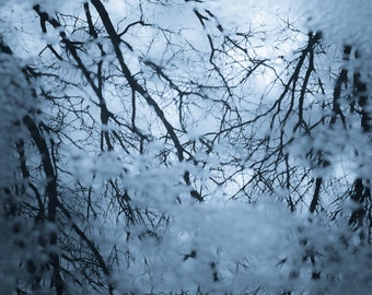 Cold Reflection, Icy Blue, Tree Branches, Abstract Color Photograph, Wall Art, Home Decor, Original Signed Photography