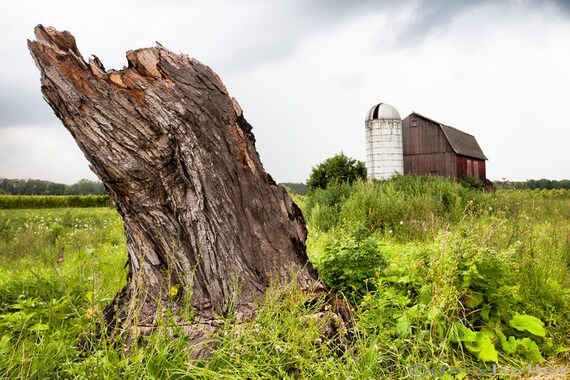 Tree /& Barn 5x5 Original Fine Art Landscape Photographic Print 7
