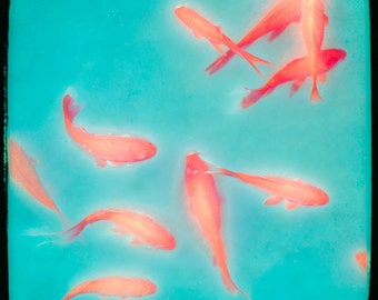 Goldfisch, lebendige Orange Türkis, Aquamarin, Farbe Kunstfotografie, Wand-Dekor, Wandkunst signiert Druck